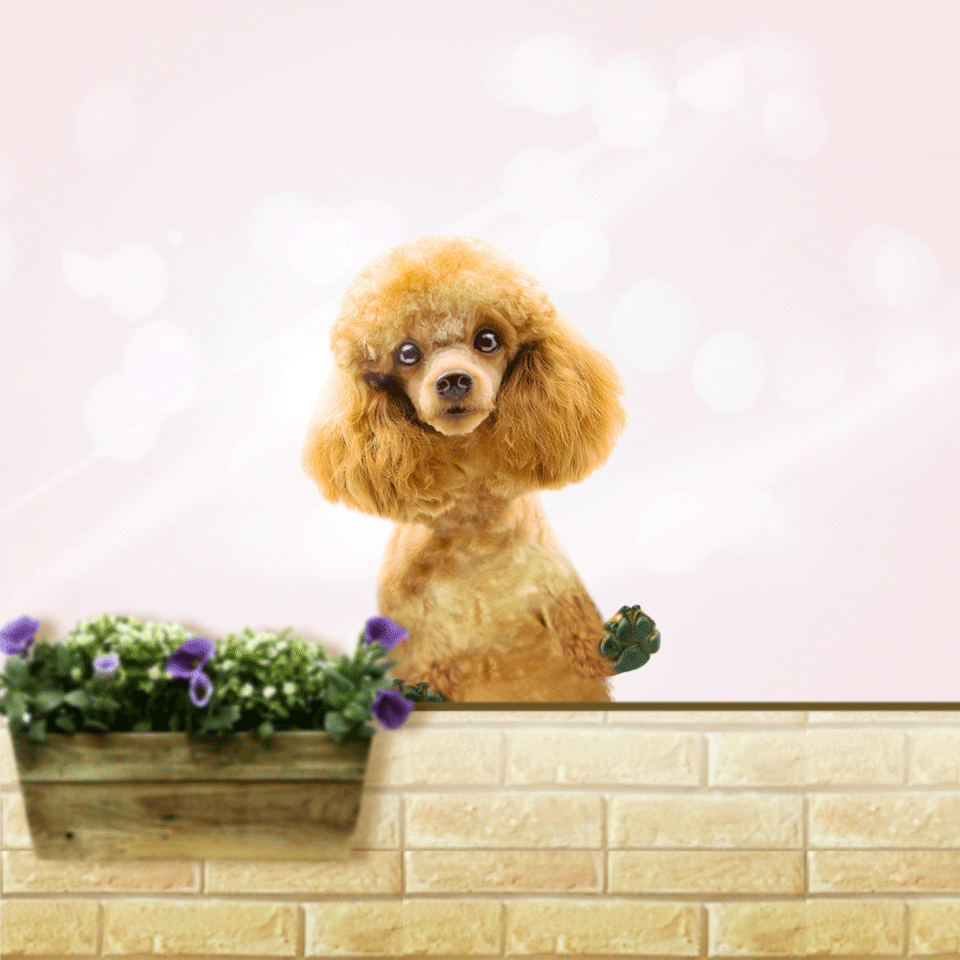 A poodle too cute licks your screen!