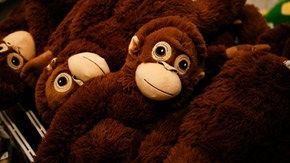 Pourquoi Ce Qui Est Mignon Suscite-T-Il Notre Empathie ?