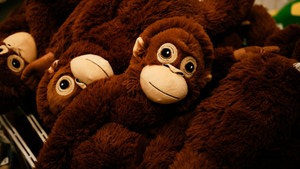 Pourquoi Ce Qui Est Mignon Suscite-T-Il Notre Empathie ?