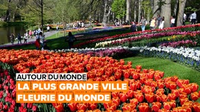 Voyage au cœur de la région des bulbes à fleurs