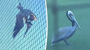 Un pélican interrompt un match de baseball en Californie