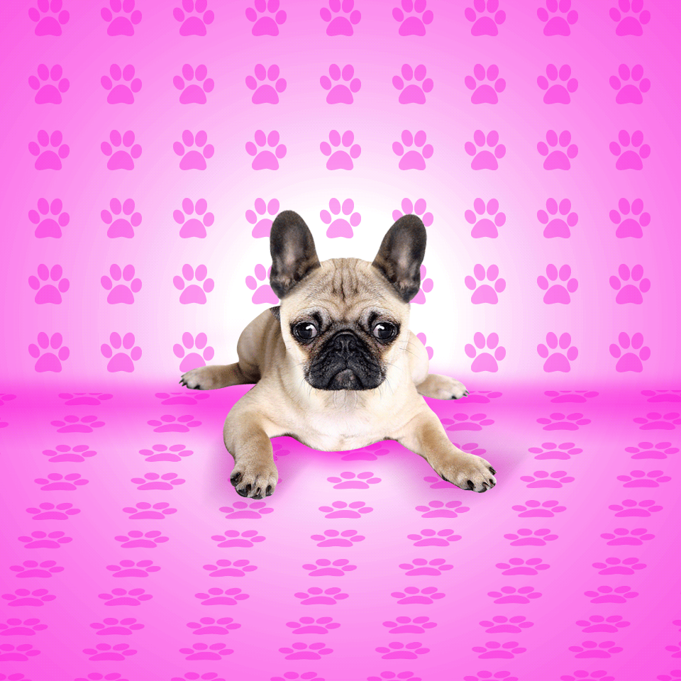 Bulldog licks your screen