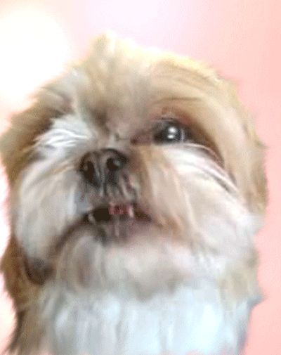 Bichon lazy licking your screen!