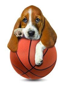 Basset Hound com a sua bola