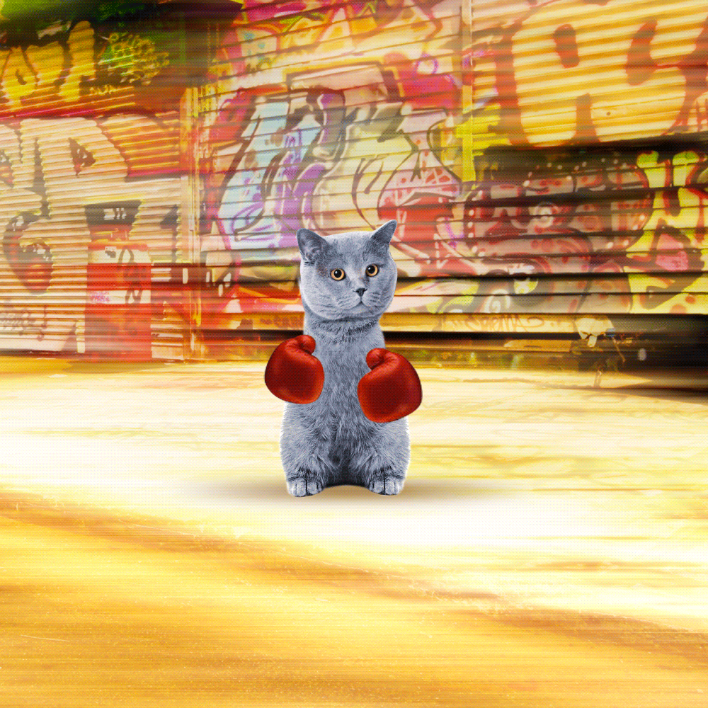 Fierce cat boxing your screen