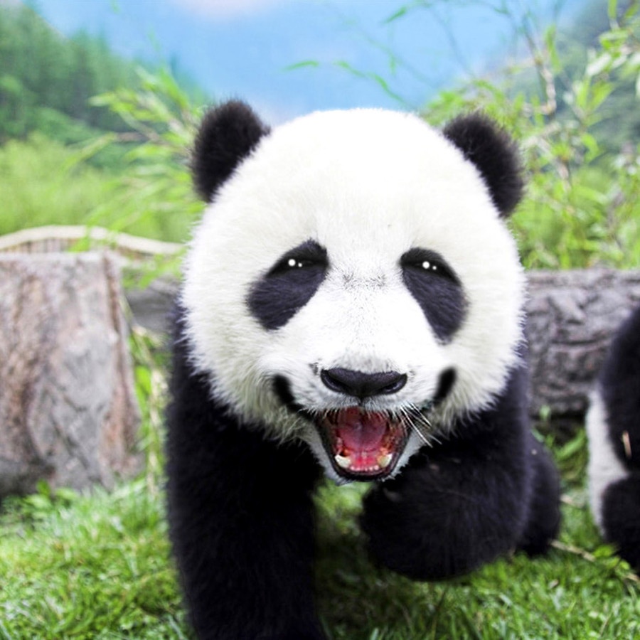 Panda sorridente