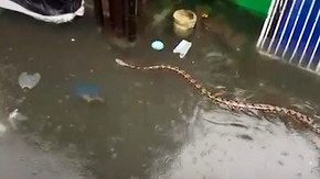 Un énorme python nage dans une rue inondée à Bali