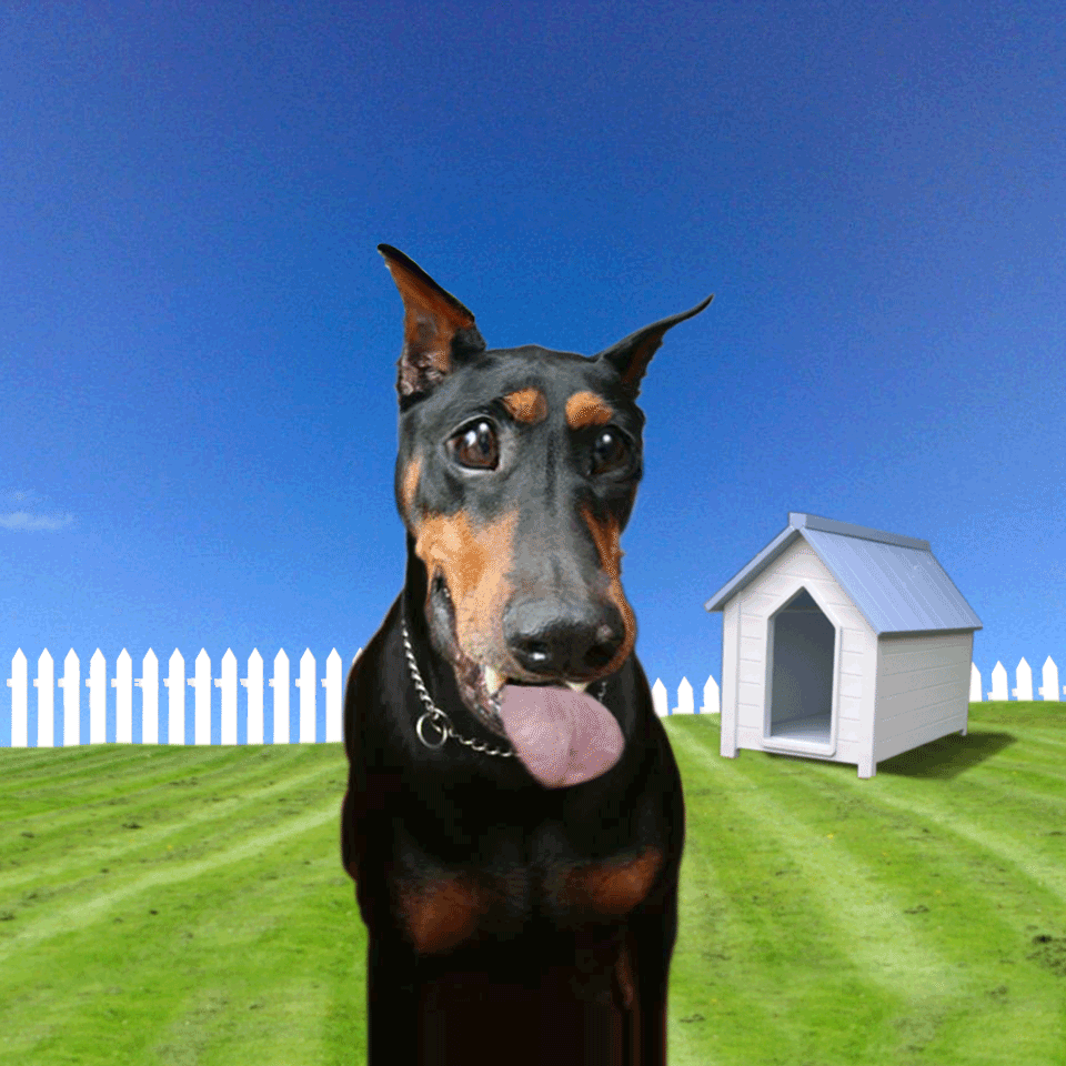 Doberman wiith big eyes licks your screen!