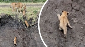 Des lionceaux escaladent une berge pour rejoindre leur mère