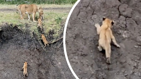 Des lionceaux escaladent une berge pour rejoindre leur mère