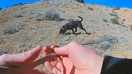 Une unité canine retrouve une femme en détresse dans l'Utah