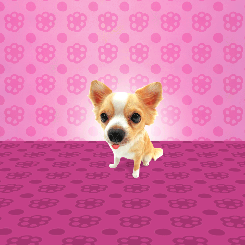 Chihuahua licks your screen