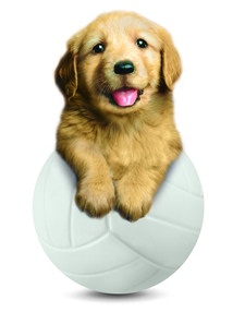 Cão dourado num balão