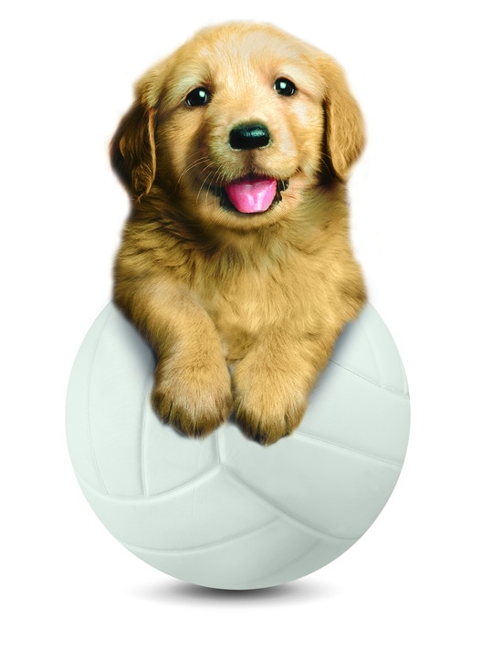 Cão dourado num balão