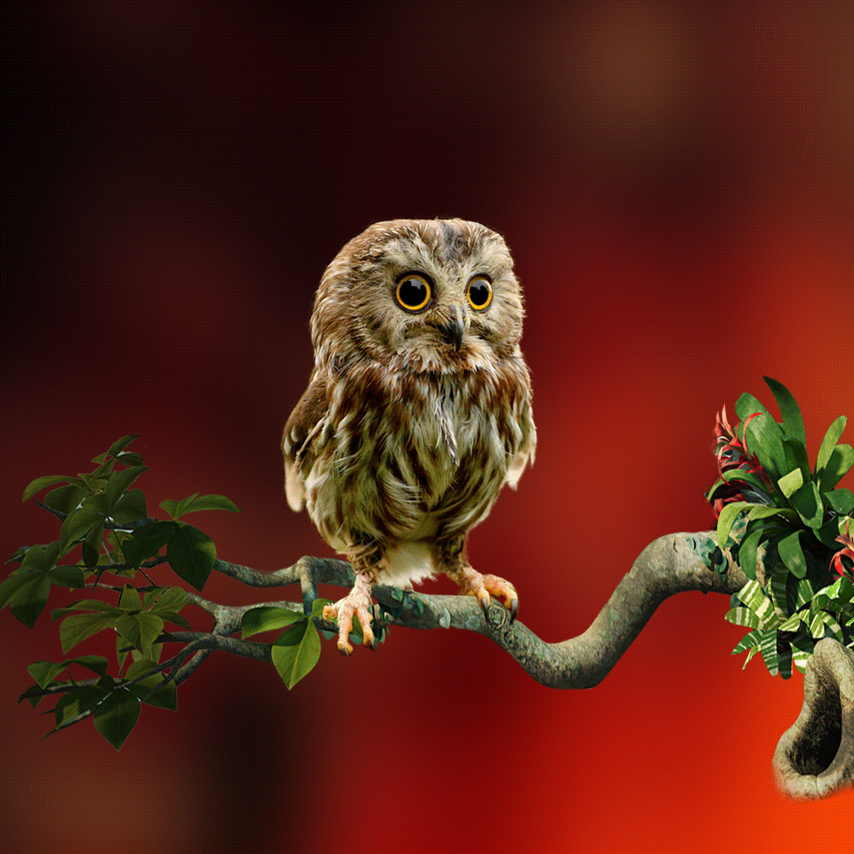 Owl breaks your screen