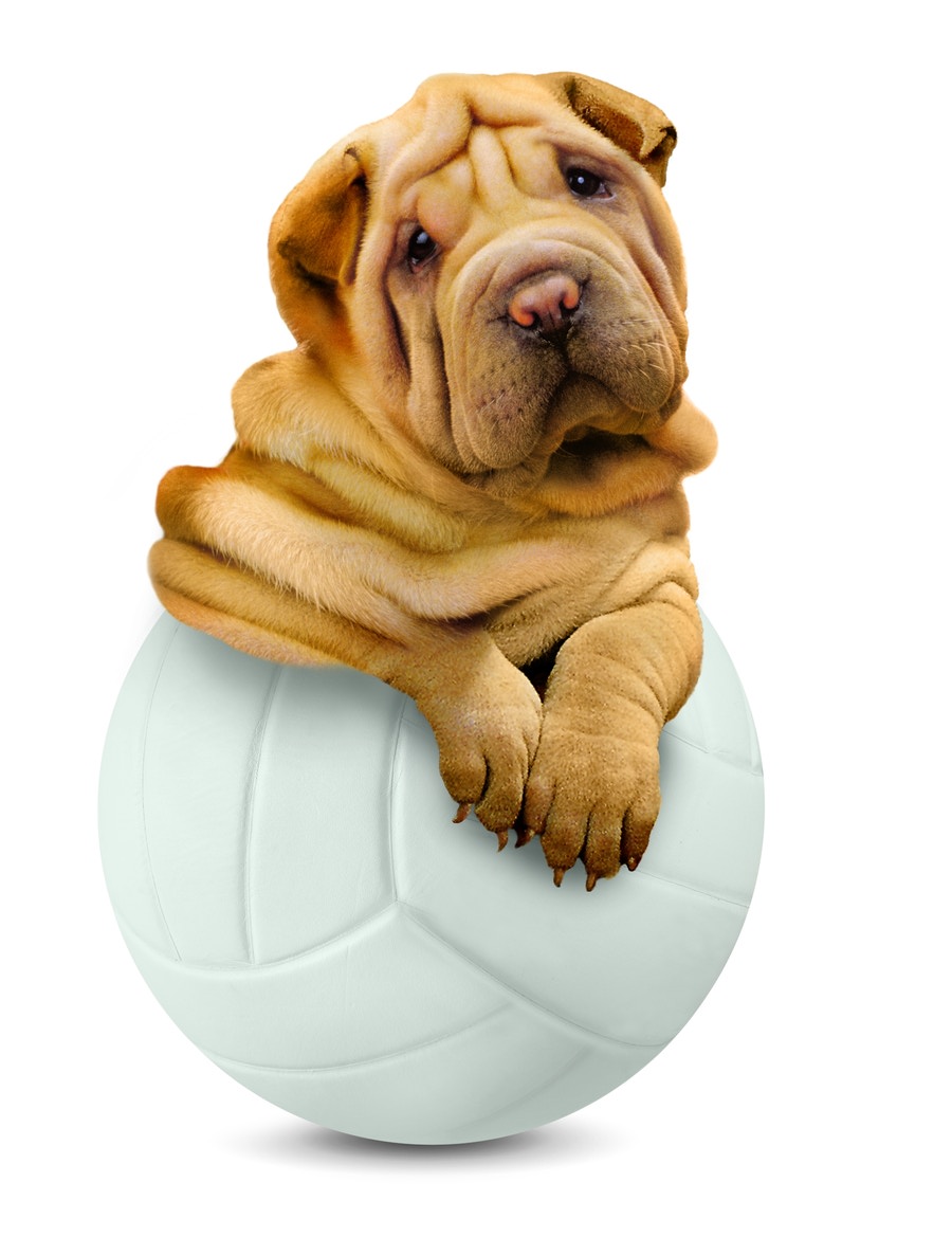 Sharpei atrás de uma bola