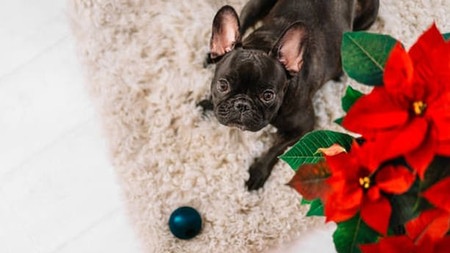 Étoile De Noël : Pourquoi Elle Peut Être Dangereuse Pour Les Chiens Et Les Chats