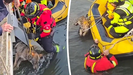 Des pompiers sauvent un loup piégé dans un canal en Italie