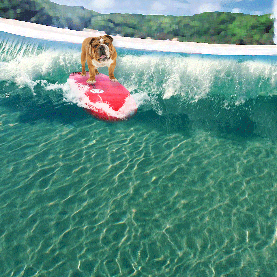 Dog was surfing