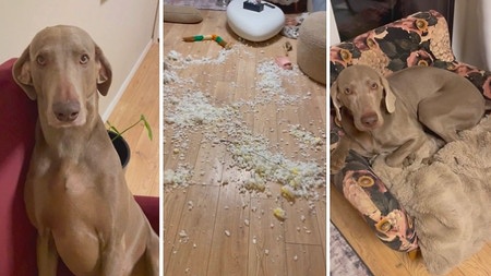 Deux chiens transforment leur maison en champ de bataille