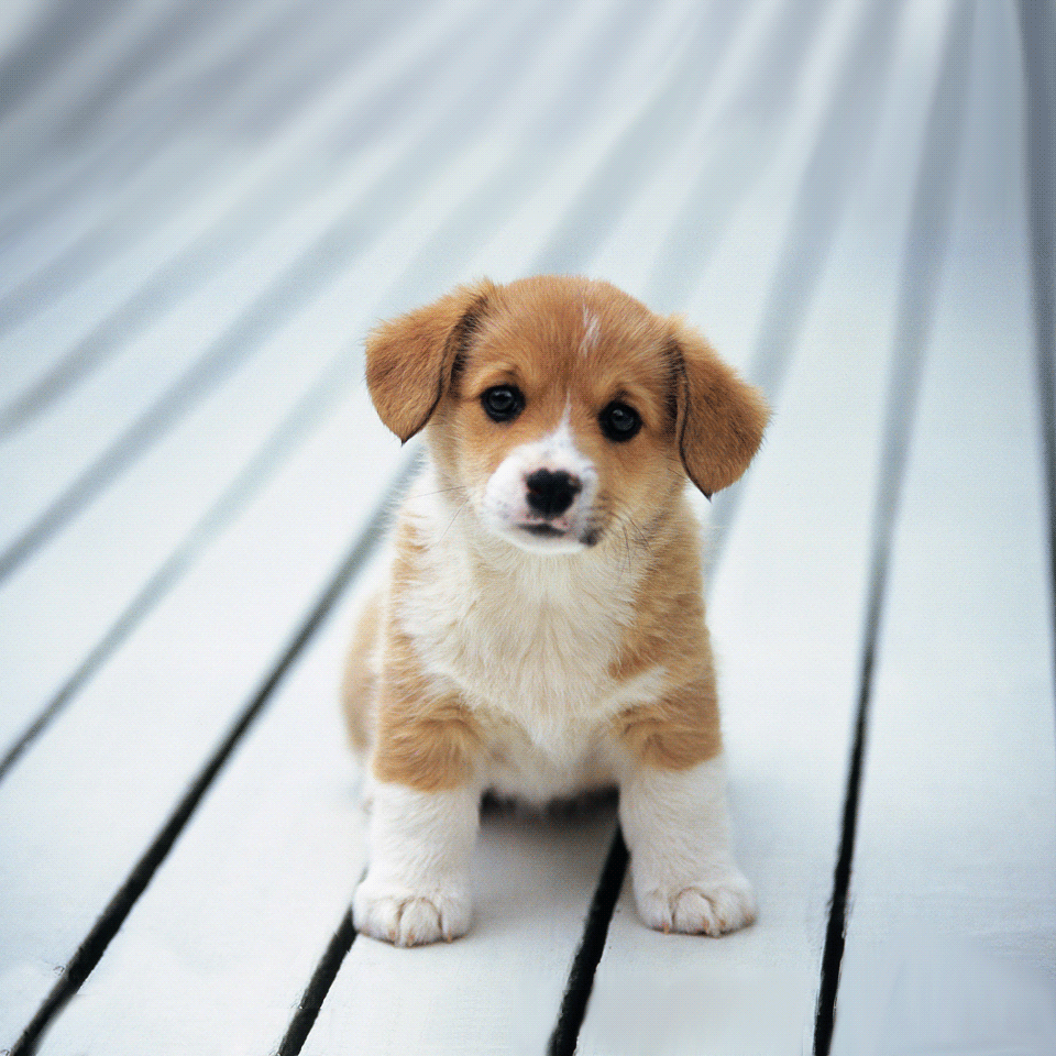 Cute puppy licks your screen soulful eyes