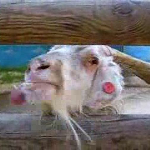 Uma cabra fica louca!