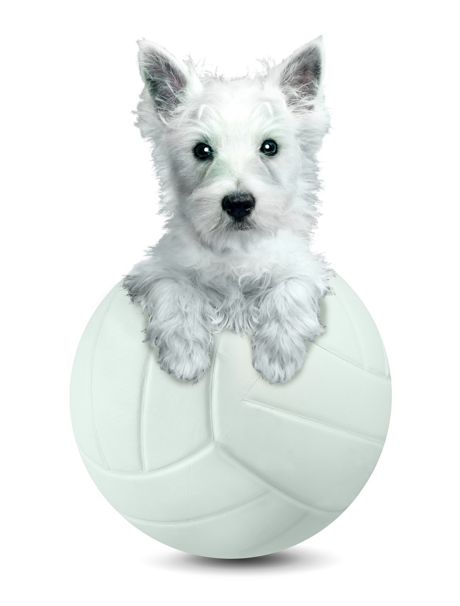 Westie numa bola de volei