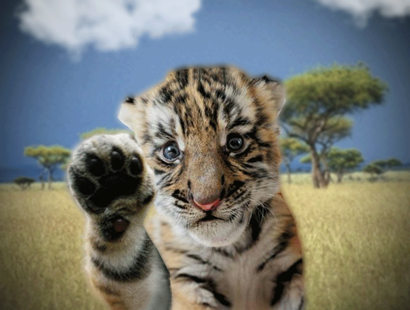 Tigger the angelic look licks your screen!