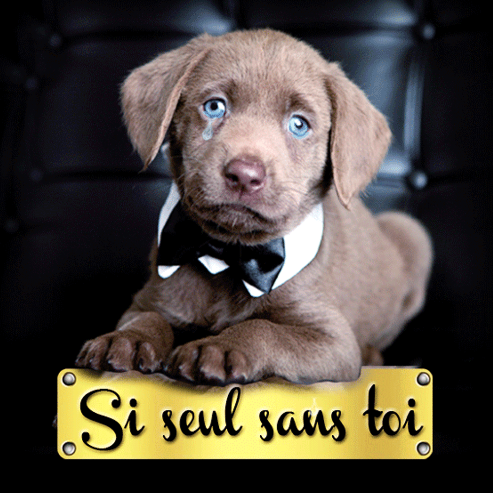 Chiot pleurant à chaudes larmes : Si seul sans toi!