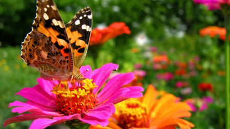 5 Façons Simples De Transformer Votre Jardin En Paradis Pour Les Pollinisateurs