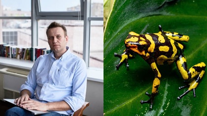 Quel Est Le Lien Entre La Toxine De La Grenouille Dard Et La Mort D'Alexei Navalny ?