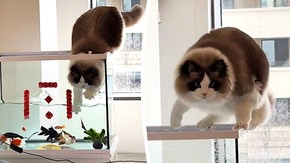 Un chat curieux essaie d'attraper des poissons dans un aquarium