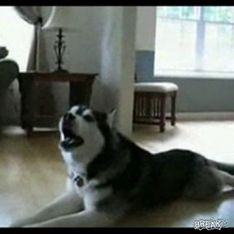 Singing husky on your phone!