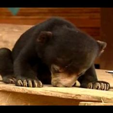 Pooh falling asleep!