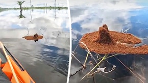 Un kayakiste découvre une « île » flottante de fourmis au Brésil