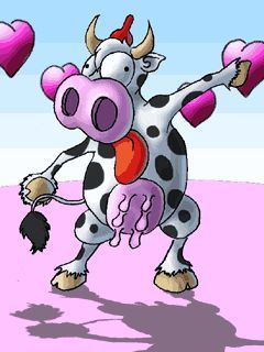 Vaquinha louca de amor