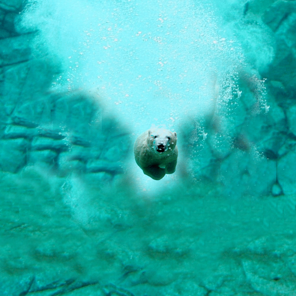 Swimmer Bear breaking screen