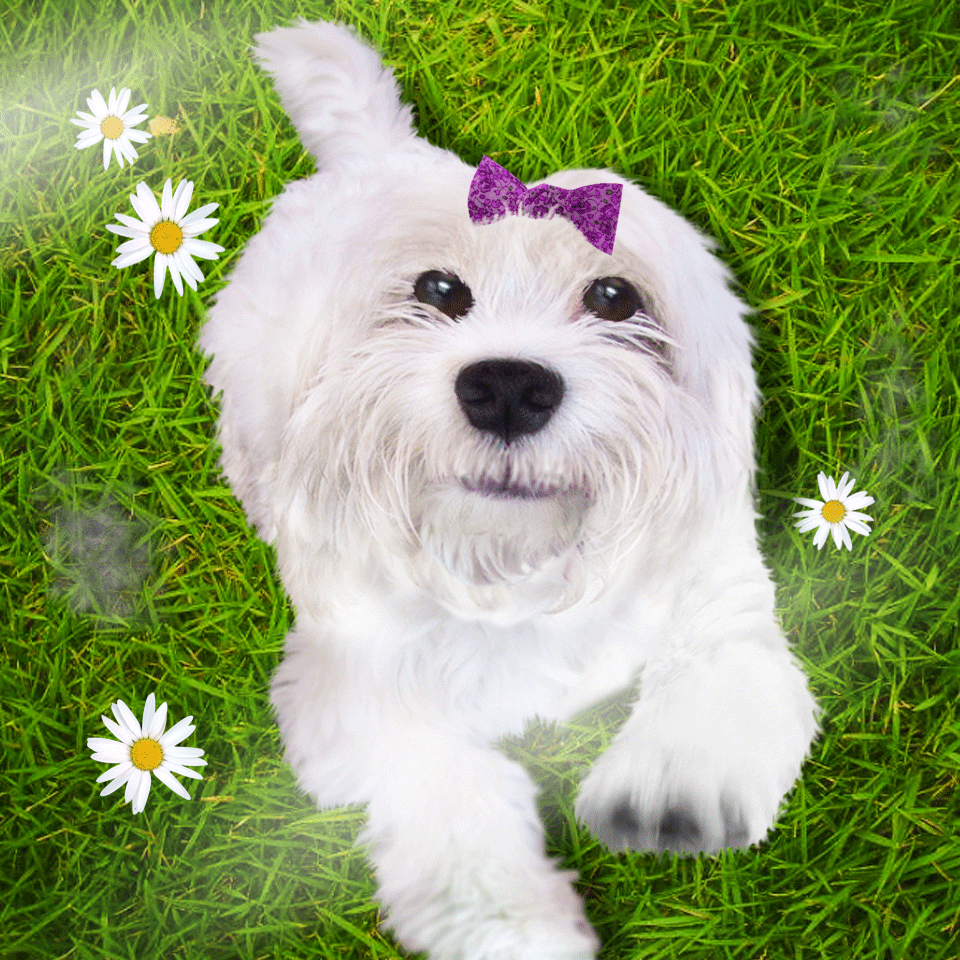 White dog with a pink strip licks your screen!