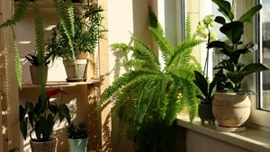 Pourquoi Les Plantes D'Intérieur Sont-Elles Le Meilleur Remède Pour La Santé Mentale ?