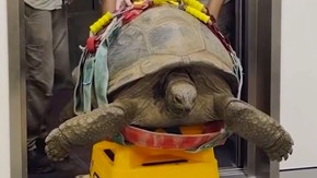Une tortue géante de 109 ans passe un scanner en Australie