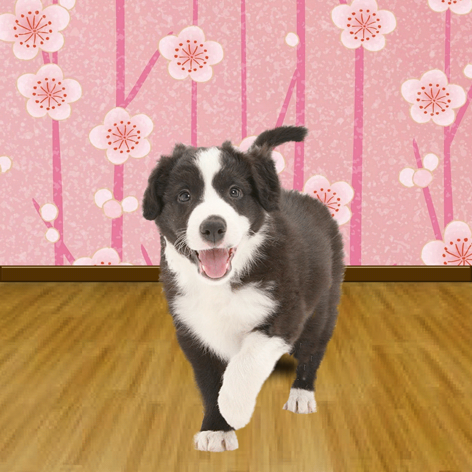 Black-white dog licks screen