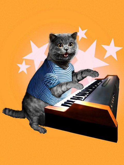 Gato pianista