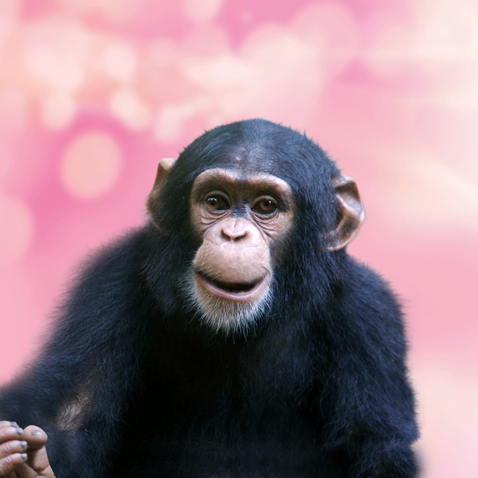 Small funny monkey licks your screen