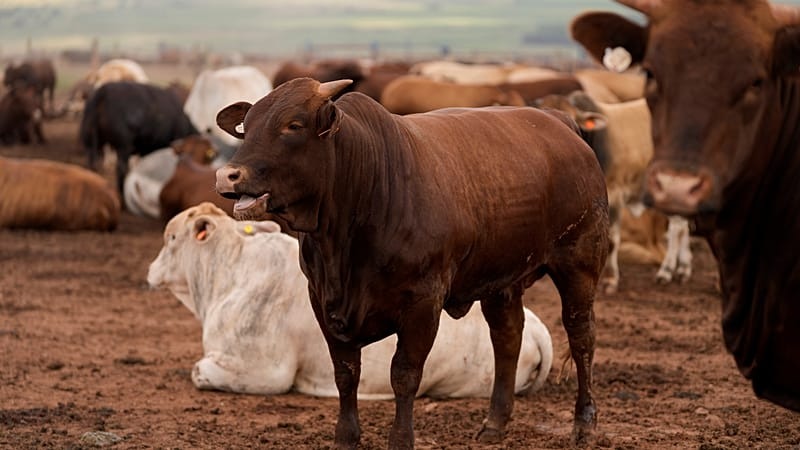 Afrique du Sud : vaste campagne de vaccination de bétail contre la fièvre aphteuse