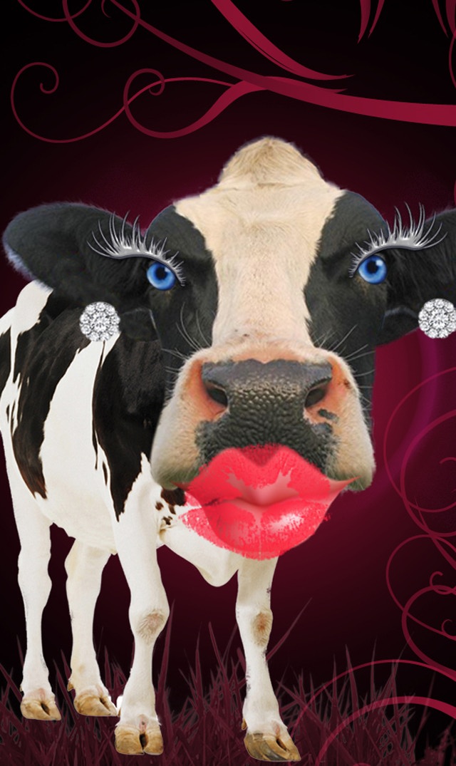 Vaca beija o seu ecrã