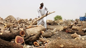 Soudan : des écosystèmes forestiers décimés par 3 années de conflit
