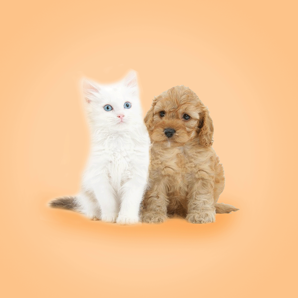 Cute kitten and puppy lick your screen