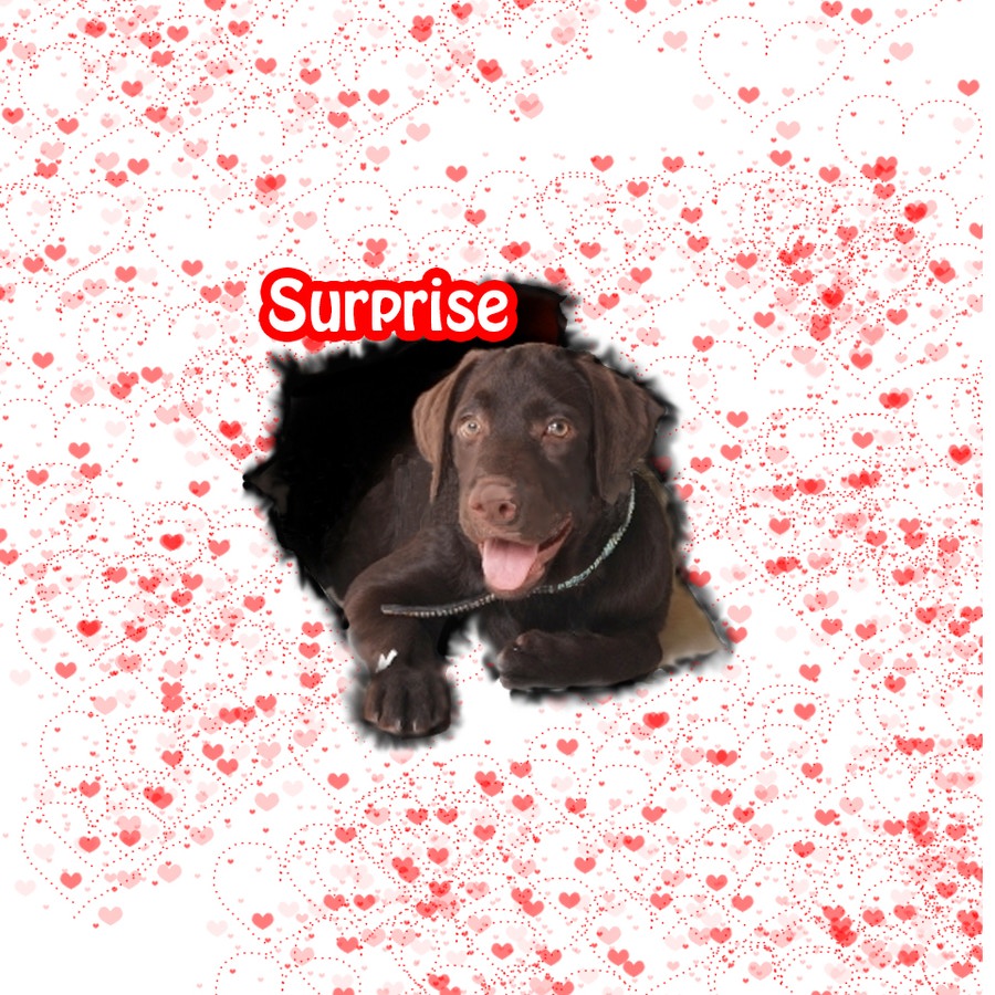 Cão Surpresa Engraçado