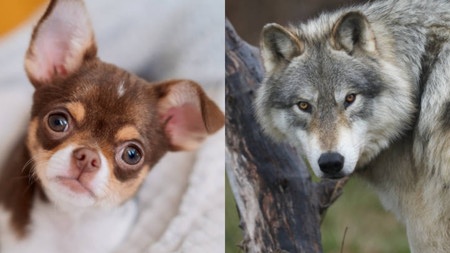 Les Races Modernes De Chiens Possèdent Des Caractéristiques ADN Du Loup