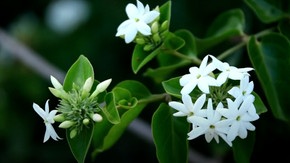 Les Incroyables Bienfaits Du Jasmin Pour Votre Santé Mentale Et Physique